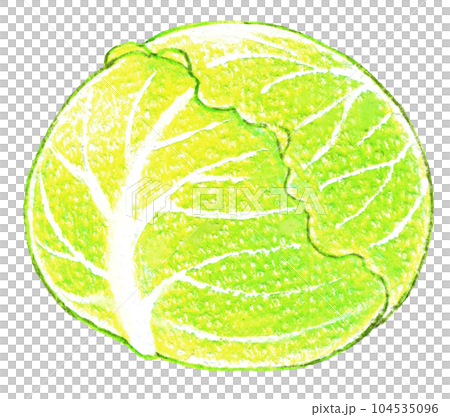 丸ごとキャベツの色鉛筆画ワンポイント 丸ごとキャベツの色鉛筆画ワンポイント 104535096