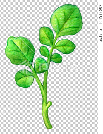 ハーブのクレソンの色鉛筆画ワンポイント 104535097