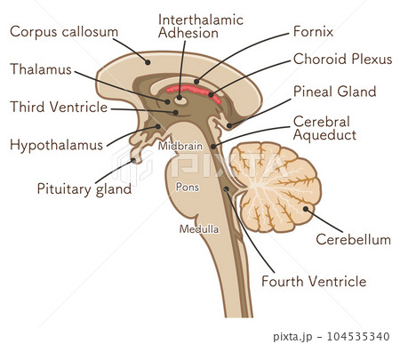 brain、cerebrum、brain stem、cerebellum、illustration 104535340