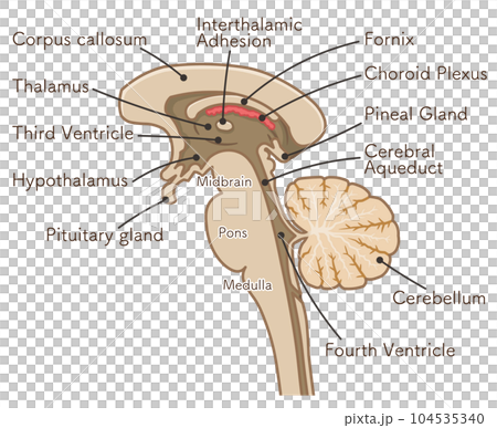 brain、cerebrum、brain stem、cerebellum、illustration 104535340
