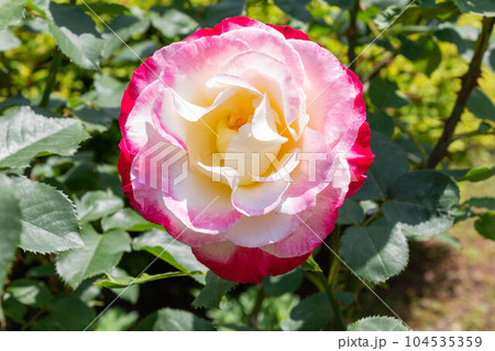 バラ【品種：ダブル・ディライト】 104535359