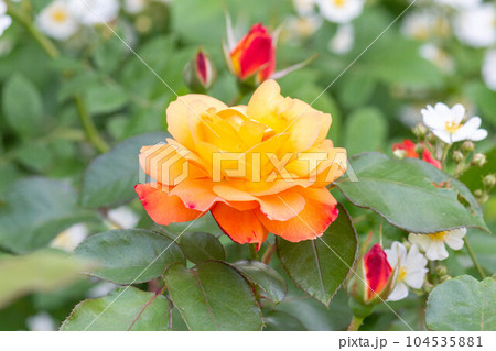 バラ【品種：スヴニール ドゥ アンネ フランク】 104535881