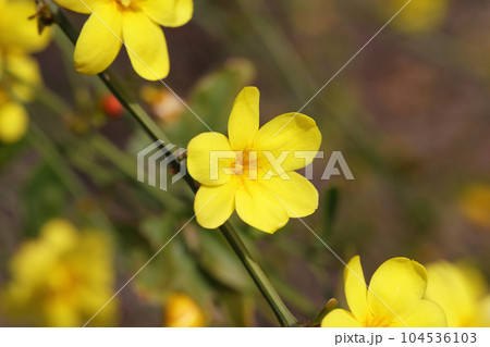 ウンナンオウバイの花 104536103