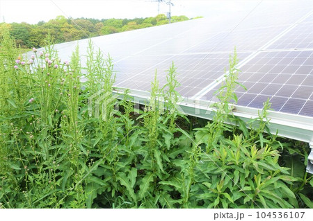 雑草に囲まれた太陽光発電所 104536107