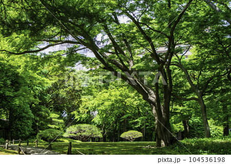 東京都　殿ヶ谷戸庭園（とのがやとていえん）　都立庭園 104536198