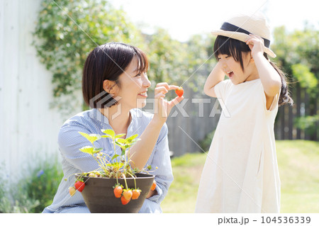 イチゴを育てる親子のポートレート 104536339
