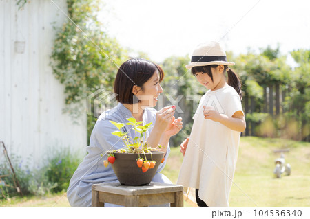 イチゴを育てる親子のポートレート 104536340