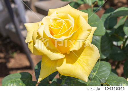 バラ【品種：ヘルムット・シュミット】 104536366