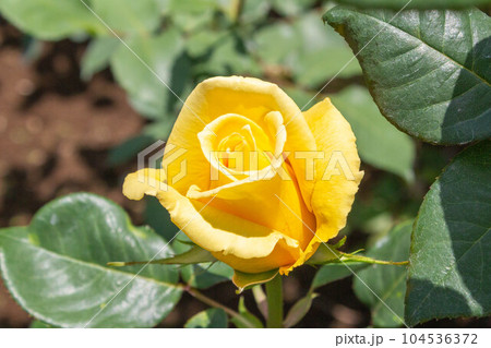 バラ【品種:ヘルムット・シュミット】 バラ【品種:ヘルムット・シュミット】 104536372