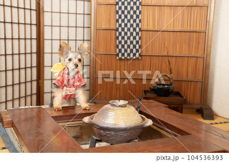 和室で着物を着たヨークシャテリアの珠夜 104536393
