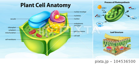 Plant cell anatomy structure 104536500