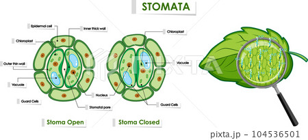 The opening and closing of stomata 104536501