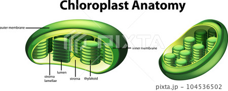 Diagram showing chloroplast anatomy 104536502