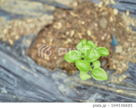 バジルの苗 農家 育苗 バジルの苗 農家 育苗 104536685