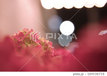 街中の紫陽花とライトのボケ 104536719