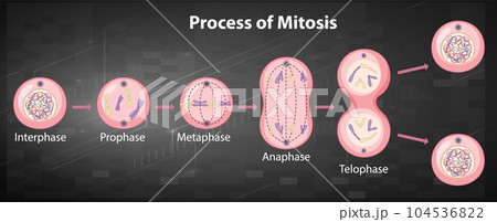 Process of mitosis phases with explanations Process of mitosis phases with explanations 104536822