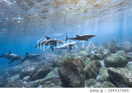 イルカの学校 イルカの学校 104537060