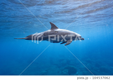 水面の美しいイルカ 水面の美しいイルカ 104537062