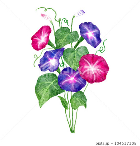 Hand drawn watercolor illustration of morning glory flower, Ipomoea floral in pink purple, green leaves. Garden bloom blossom botanical nature design, japanese style plant, ivy drawing gardening. 104537308
