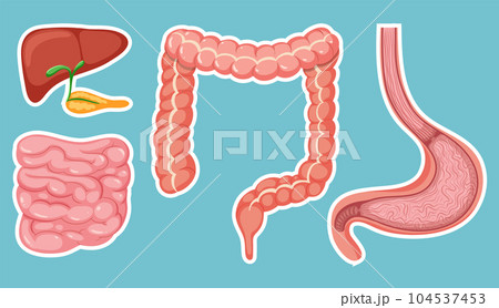 Human medical digestive system Human medical digestive system 104537453