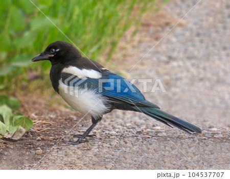 An Eurasian magpie or common magpie bird. A resident breeding bird throughout the northern part of the Eurasian continent. It is one of several birds in the crow family designated magpies. 104537707