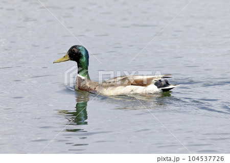 A mallard duck bird on a lake A mallard duck bird on a lake 104537726