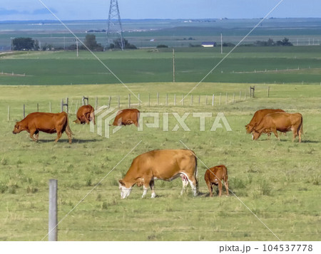 Several farm cattle cows eating grass in a farm some where in a rural area in Alberta, Canada. 104537778