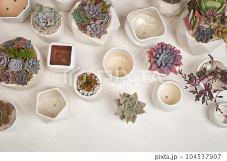Echeveria Succulent house plant in a pot and other potted house plants on a table 104537907