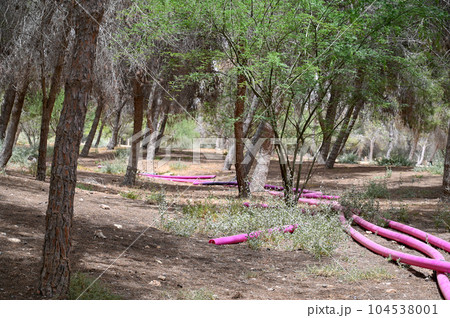 Pink plastic pipes with water for irrigation are laid on the surface of the earth on the grass in the forest. 104538001