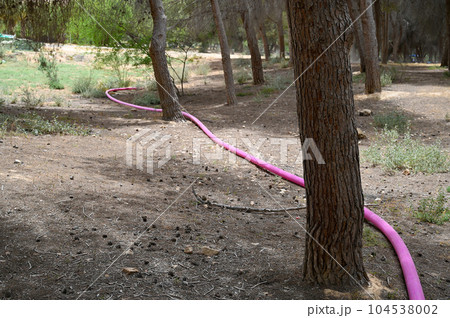 Pink plastic pipes with water for irrigation are laid on the surface of the earth on the grass in the forest. Pink plastic pipes with water for irrigation are laid on the surface of the earth on the grass in the forest. 104538002