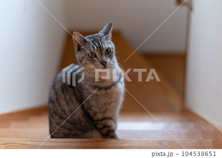 見つめる猫　サバトラ猫 104538651