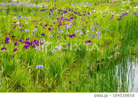 東京都葛飾区　水元公園の花菖蒲（6月上旬） 104538658