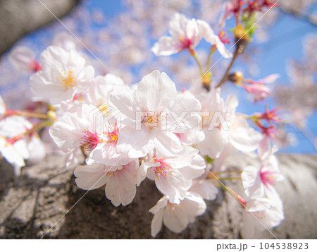 桜の木　ソメイヨシノ 104538923