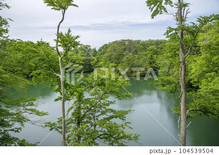 穏やかな湖と新緑の森 穏やかな湖と新緑の森 104539504