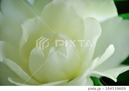裏庭に咲いた冬の数すくない彩りを誇る山茶花の花 裏庭に咲いた冬の数すくない彩りを誇る山茶花の花 104539609