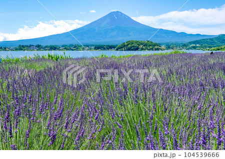 山梨県河口湖と湖畔のラベンダー畑と富士山 山梨県河口湖と湖畔のラベンダー畑と富士山 104539666