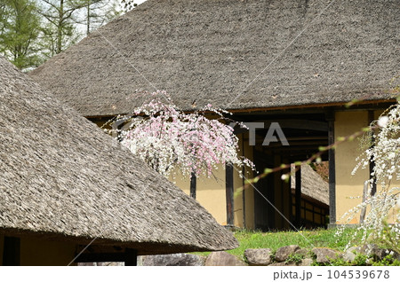 春の遠野ふるさと村 春の遠野ふるさと村 104539678