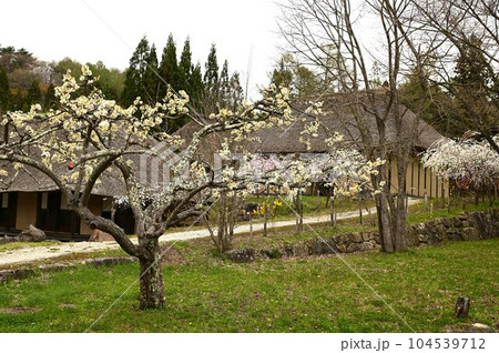 春の遠野ふるさと村 104539712