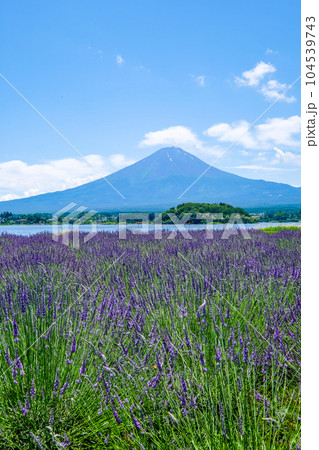 山梨県河口湖と湖畔のラベンダー畑と富士山 山梨県河口湖と湖畔のラベンダー畑と富士山 104539743