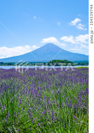 山梨県河口湖と湖畔のラベンダー畑と富士山 山梨県河口湖と湖畔のラベンダー畑と富士山 104539744