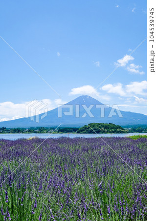 山梨県河口湖と湖畔のラベンダー畑と富士山 104539745