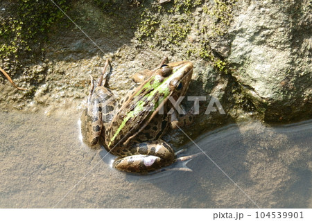 トノサマガエル トノサマガエル 104539901
