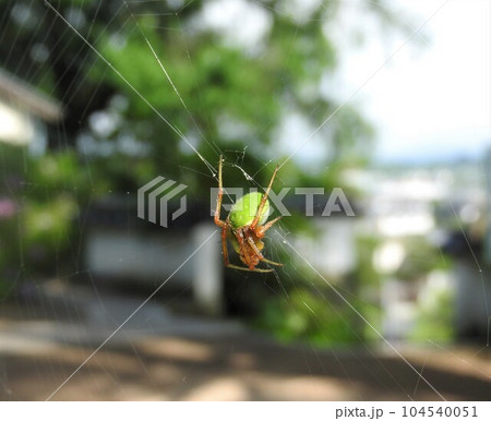 垂直円網の中央にいる緑色の小さな蜘蛛「サツマノミダマシ」 垂直円網の中央にいる緑色の小さな蜘蛛「サツマノミダマシ」 104540051