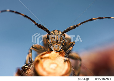 カミキリムシ キボシカミキリ 髪切虫 104540204