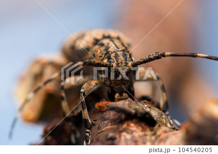 カミキリムシ キボシカミキリ 髪切虫 104540205
