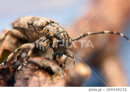 カミキリムシ キボシカミキリ 髪切虫 104540210