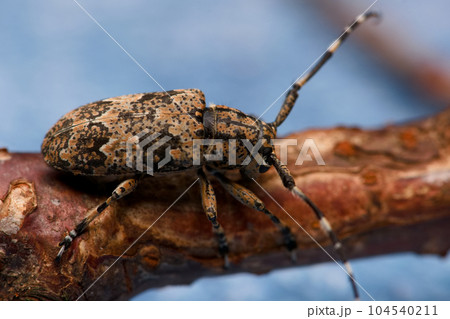 カミキリムシ キボシカミキリ 髪切虫 104540211