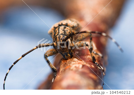 カミキリムシ キボシカミキリ 髪切虫 104540212