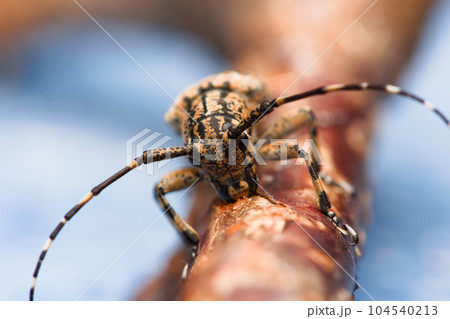 カミキリムシ キボシカミキリ 髪切虫 104540213