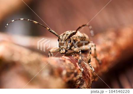 カミキリムシ キボシカミキリ 髪切虫 104540220
